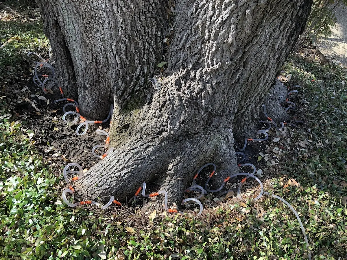 Detailed Tree Cabling and Bracing job site in Jensen