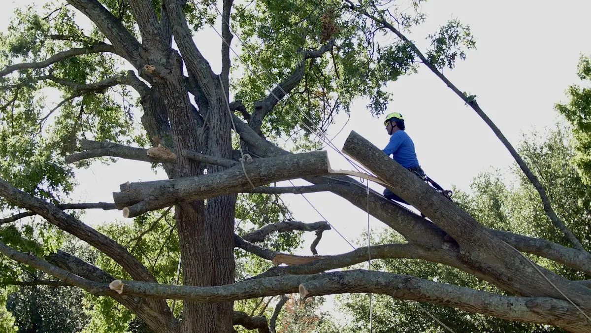 Professional Crown Thinning performed by certified arborists in Jensen